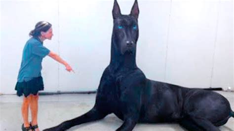 20 Abnormally Strange Dogs That Actually Exist