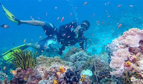 The BEST Dive Site IN THE WORLD Sipadan Malaysia