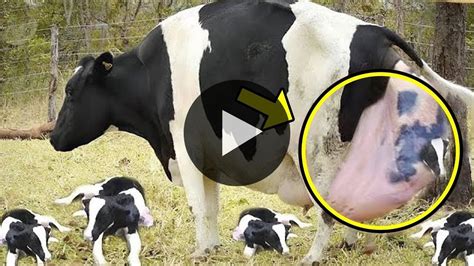 Owners Were Shocked To See The Human Like Baby Their Cow Gave Birth To