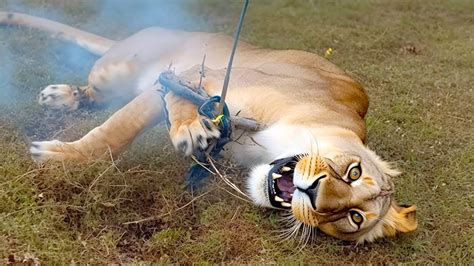 20 Most Horrifying Moments of Animals Being Electrocuted